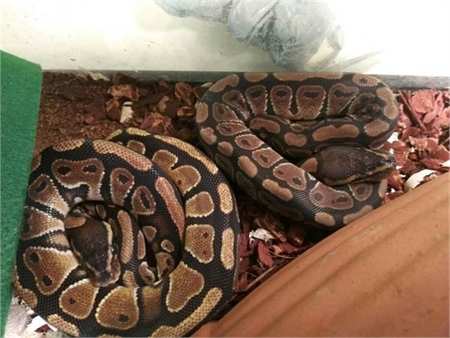  Ball pythons (Cottonwood Area)