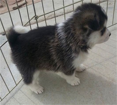 Pomsky and Siberian Husky Puppies Available