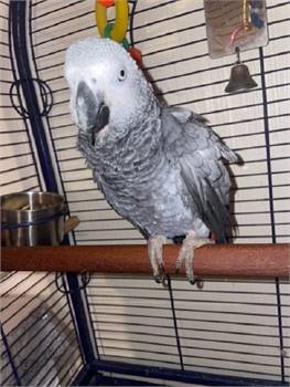 ARICAN GREY PARROTS READY FOR A NEW HOME 