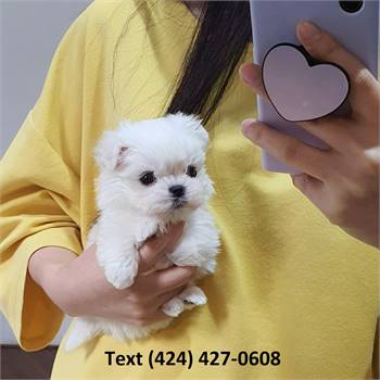 TeaCup Maltese Puppies for sale 