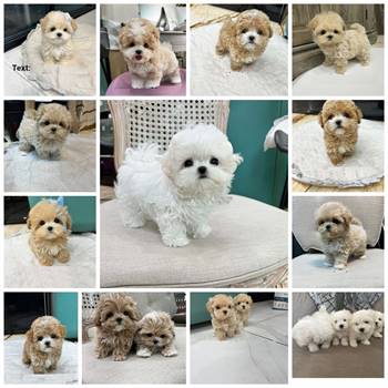 Mini Maltipoo Puppies Available  For Sale