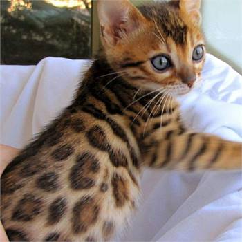 Bengal kittens for adoption pm us at  AT (540)  254-7493