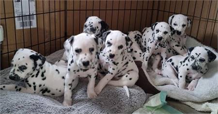 Beautiful Dalmatian Pups,