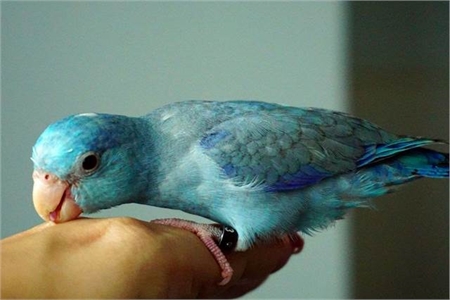 Parrotlet - Blue