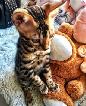 BENGAL Kittens Available  