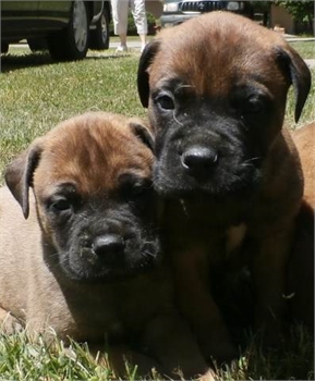Beautiful Bullmastiff Pups $1300 Full AKC Registration M/F