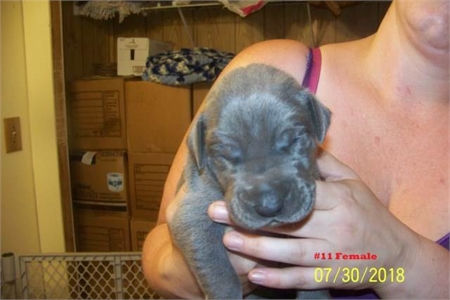 Great Dane Color Pure Puppies