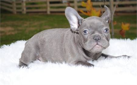 mker French bulldogs’ puppies are ready for new home rehoming