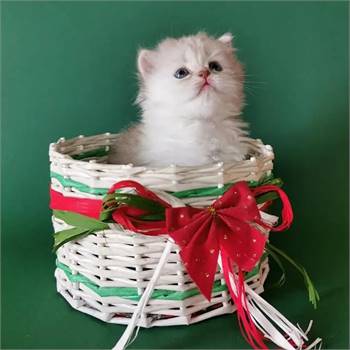 Munchkin kittens available pv us at   (540)  254-7493