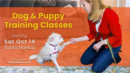 Puppy & Dog Training Classes Start Sat Oct 14 Santa Monica