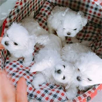 Adorable outstanding Maltese puppies,