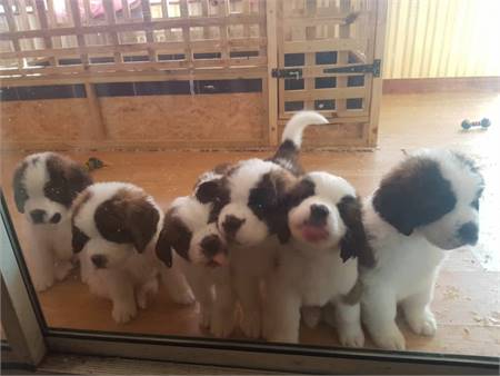 Adorable Saint Bernard puppies,