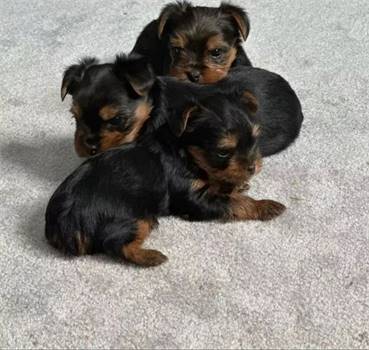 Yorkie teacup puppies available for sale 