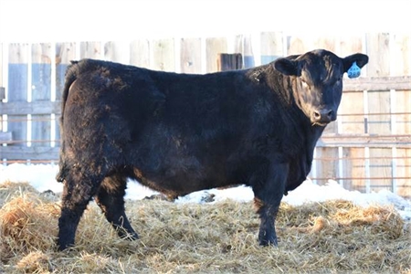 Froelich Ranch Registered Angus SimmAngus Private Treaty Bull Sale