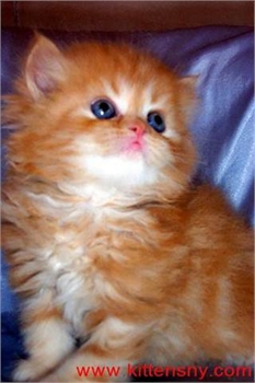 Persian, Himalayan, Chinchilla Kittens for Sale