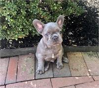Talated %100 FRENCHIE PUPS text me at (720) 663-8237
