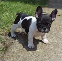 Trust-males and females  French Bulldog Puppies  (720) 663-8237)