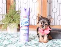 lovely  Yorkie Puppies for sale 