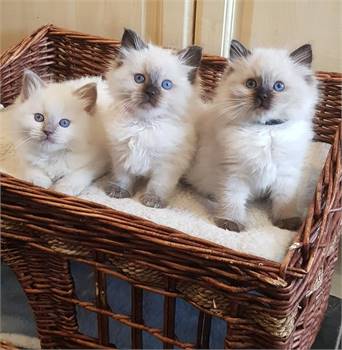 Ragdoll kittens for good homes call or text at  (540)  254-7493