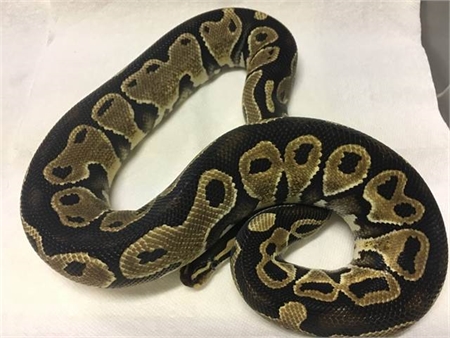 2016 Male Special Tom Baker line ball python