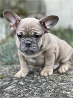m/f French bulldog  puppies for adoption 415-275-1682
