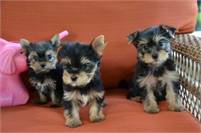 Teacup Yorkie puppies ready 