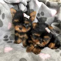 Our puppies are top quality t-cup Yorkie  puppies