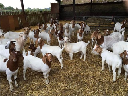 Meat and Dairy goats for sale TEXT (505)-600-7080.